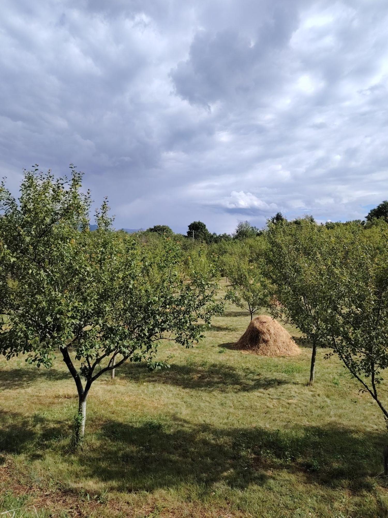 Rural Tron * Pluzine